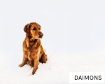 DAIMONS anagram