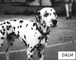 DALM anagram
