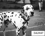 DALMAT anagram