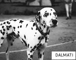 DALMATI anagram