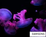 DAMSONS anagram