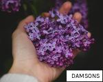 DAMSONS anagram