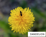 DANDELION anagram