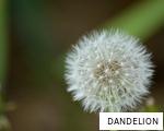DANDELION anagram