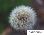 DANDELION anagram