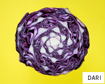 DARI anagram