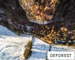 DEFOREST anagram
