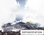DEFORESTATION anagram