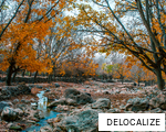 DELOCALIZE anagram