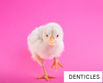 DENTICLES anagram