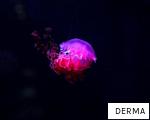 DERMA anagram