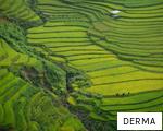 DERMA anagram