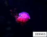 DERMIS anagram