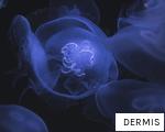 DERMIS anagram