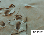DESERT anagram