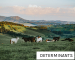 DETERMINANTS anagram