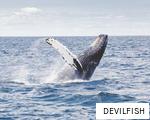 DEVILFISH anagram