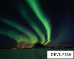 DEVILFISH anagram