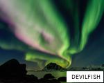DEVILFISH anagram