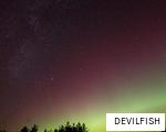 DEVILFISH anagram