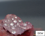 DEW anagram