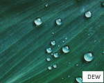 DEW anagram