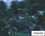 DEWIER anagram