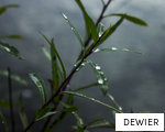 DEWIER anagram