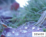 DEWIER anagram