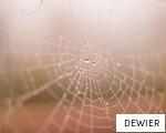 DEWIER anagram