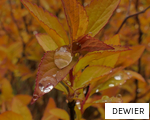 DEWIER anagram