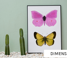 DIMENSION anagram