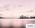 DINGO anagram