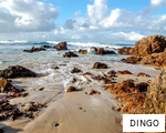 DINGO anagram