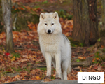 DINGO anagram