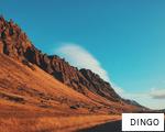 DINGO anagram