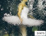 DINTS anagram
