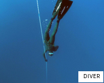 DIVER anagram