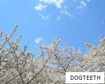 DOGTEETH anagram