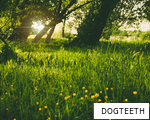 DOGTEETH anagram