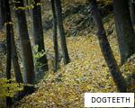 DOGTEETH anagram