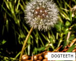 DOGTEETH anagram