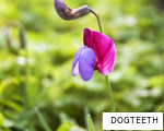 DOGTEETH anagram
