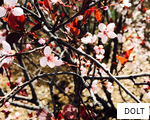 DOLT anagram