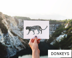 DONKEYS anagram