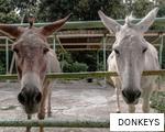 DONKEYS anagram