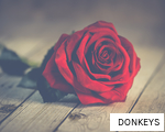 DONKEYS anagram