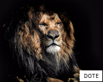 DOTE anagram