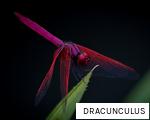 DRACUNCULUS anagram