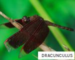 DRACUNCULUS anagram